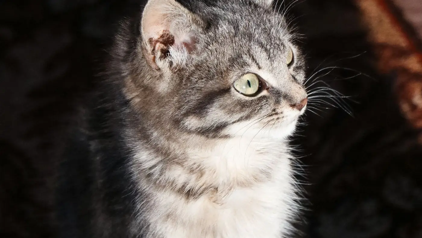 Gatinho tabby de perfil em ambiente aconchegante