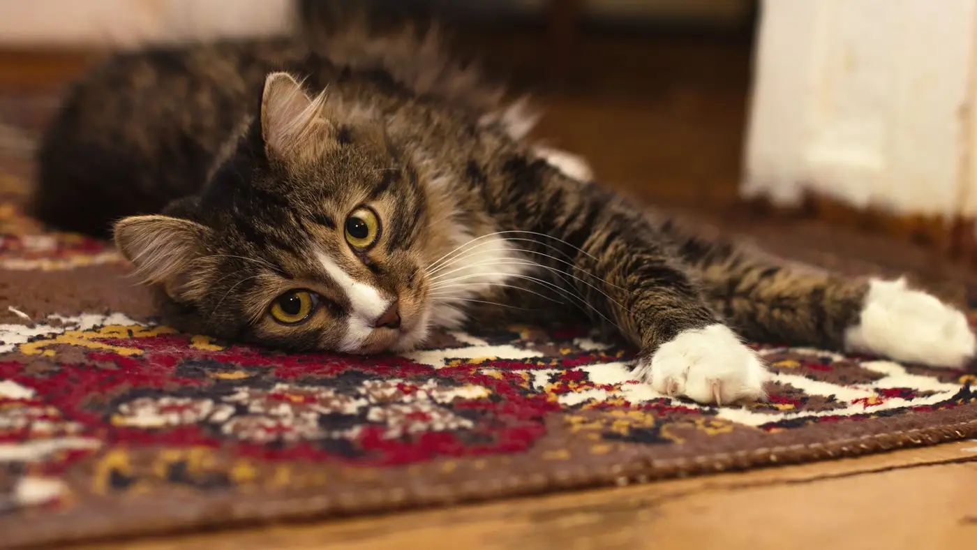 Gato deitado relaxado sobre tapete estampado