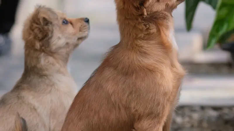 Dois cachorros caramelo sentados lado a lado olhando para cima