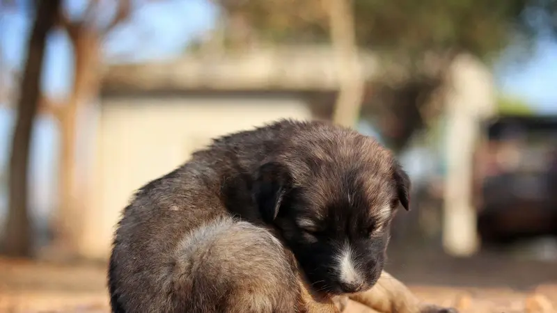 Filhote caramelo deitado na calçada descansando