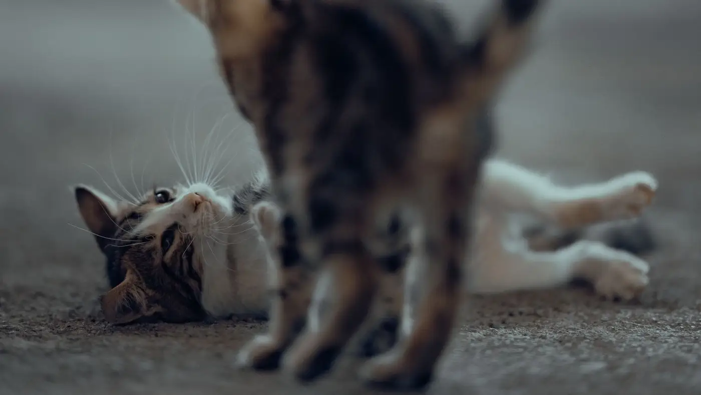 Dois gatinhos brincando juntos no tapete da sala