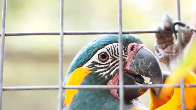 Arara colorida no viveiro segurando a grade com o bico
