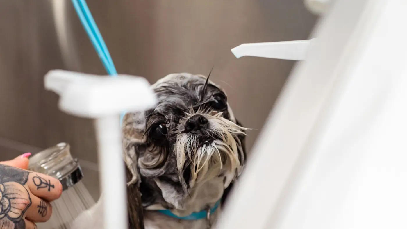 Cachorro pequeno tomando banho em petshop