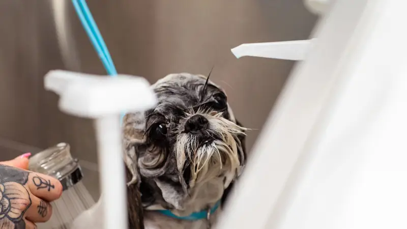 Cachorro pequeno tomando banho em petshop