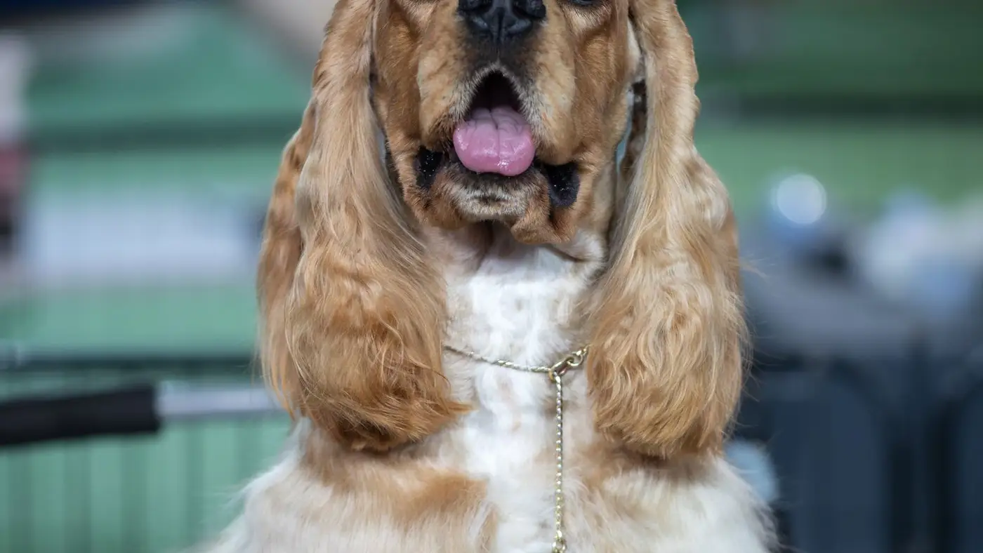 Cocker spaniel na guia sentado ao lado do tutor