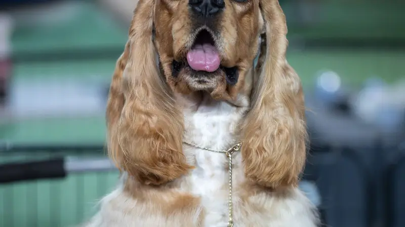 Cocker spaniel na guia sentado ao lado do tutor