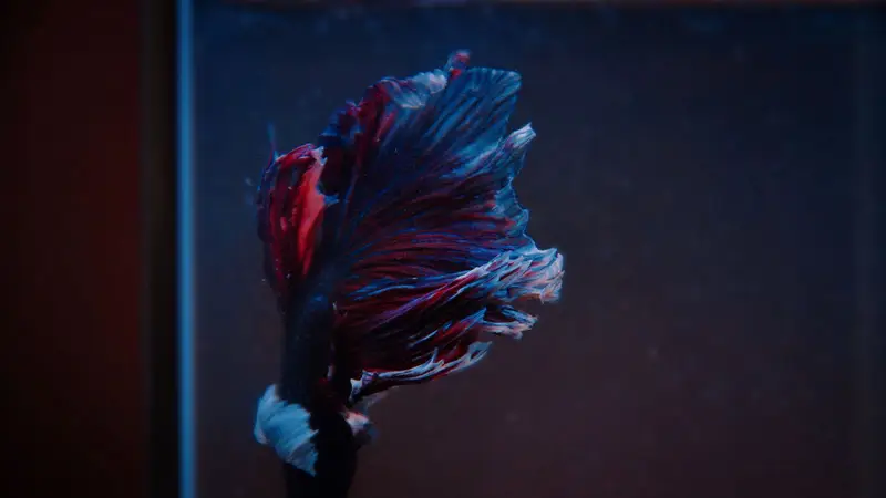 Peixe betta de cauda azul e vermelha em fundo escuro