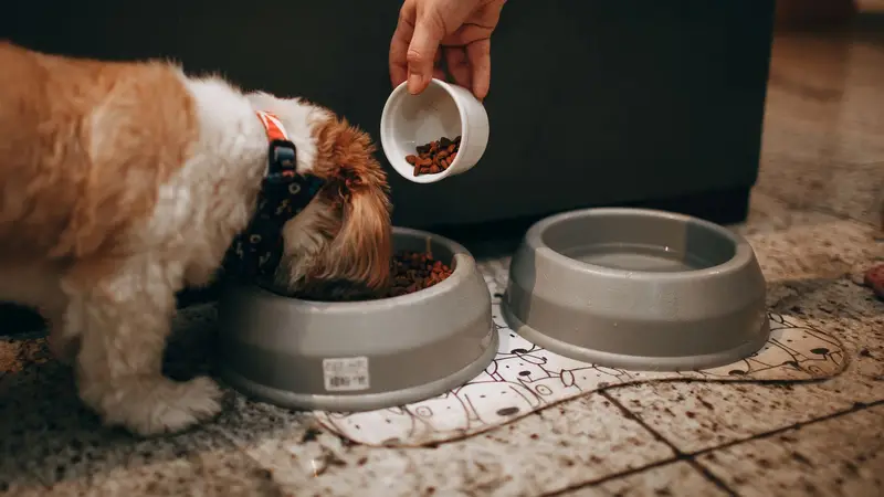 Tutor servindo ração na tigela do cachorro que espera