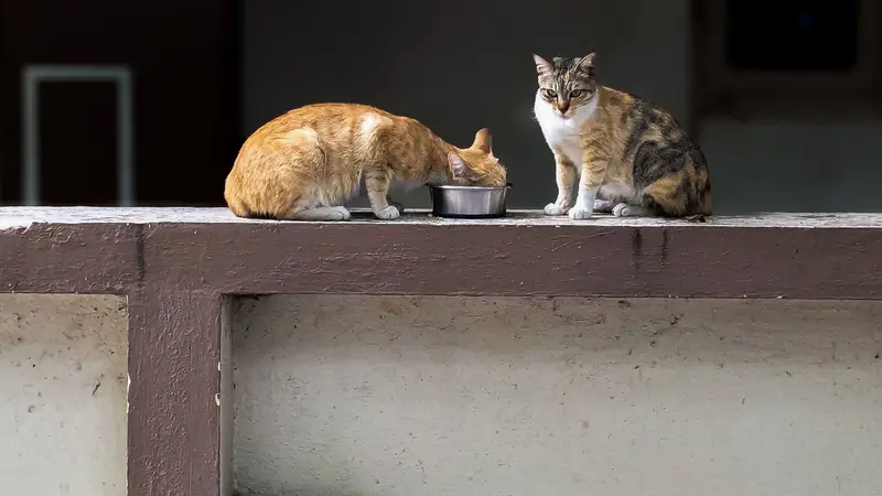 Dois gatos comendo juntos em potes na mureta