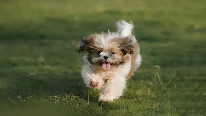 Shih-tzu correndo no gramado com a língua de fora