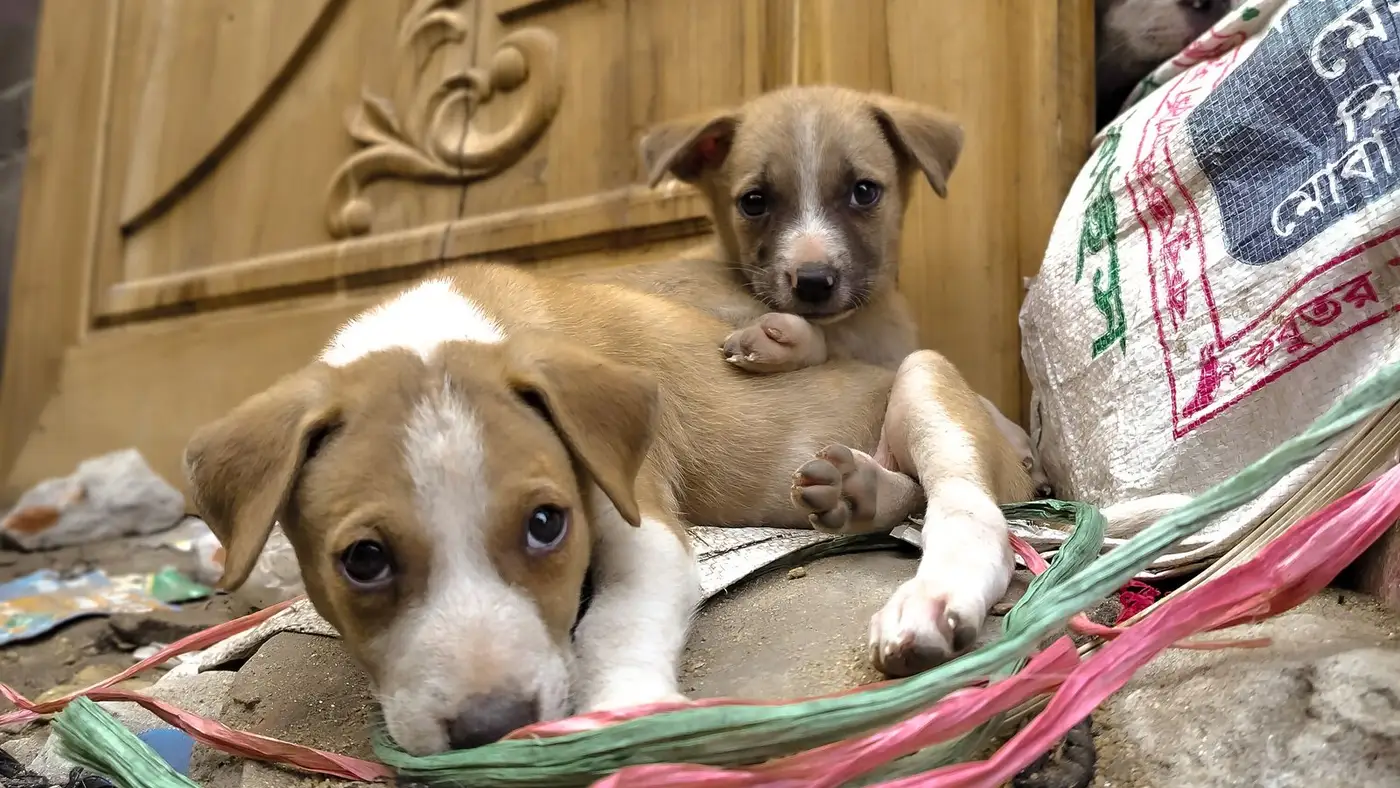 Dois filhotes deitados juntos na entrada de casa