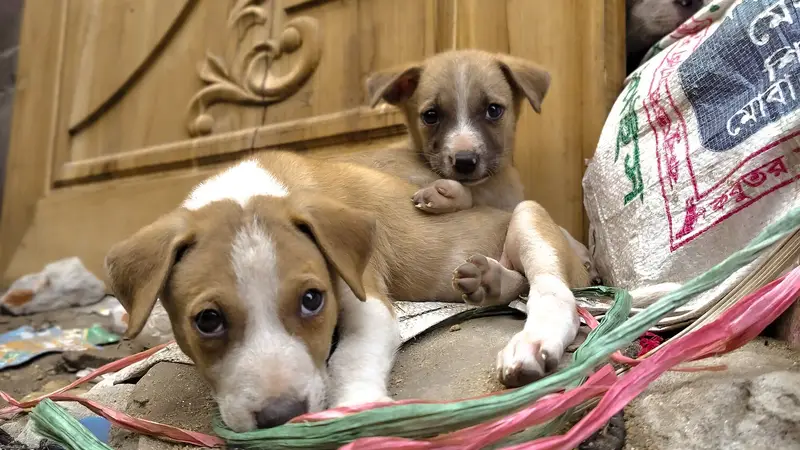 Dois filhotes deitados juntos na entrada de casa