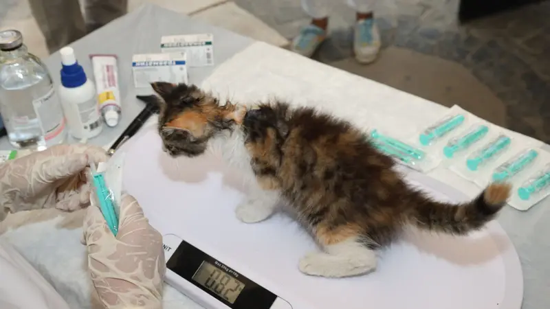 Filhote de gato sendo pesado na balança da clínica veterinária