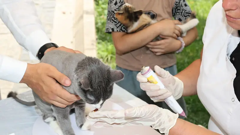 Gato cinza recebendo cuidados veterinários na mesa de atendimento