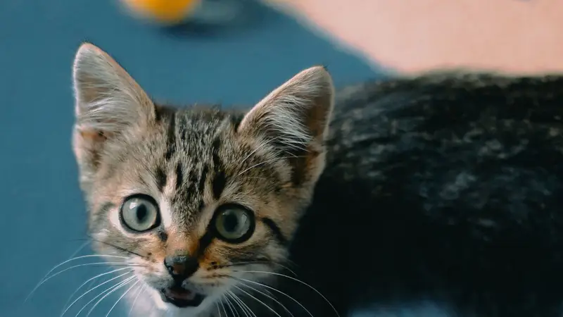 Gatinho de olhos claros encarando a câmera de perto