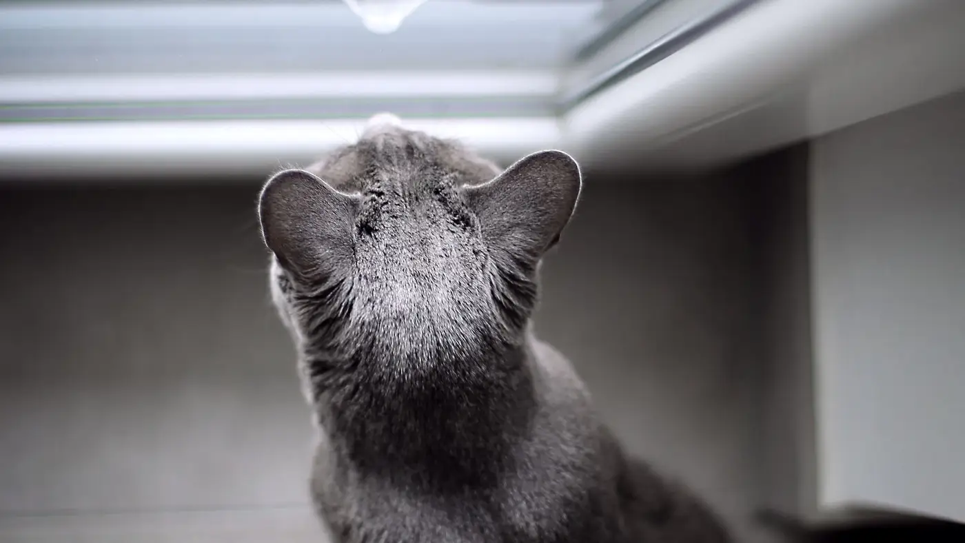 Gato cinza olhando para cima com atenção