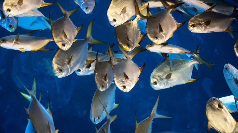 Cardume de peixes prateados em água azul