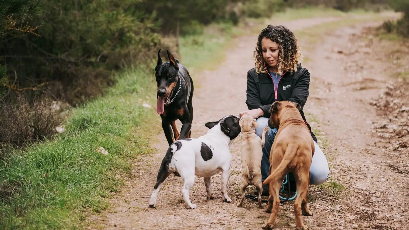 Passeadora agachada em trilha com três cachorros na coleira