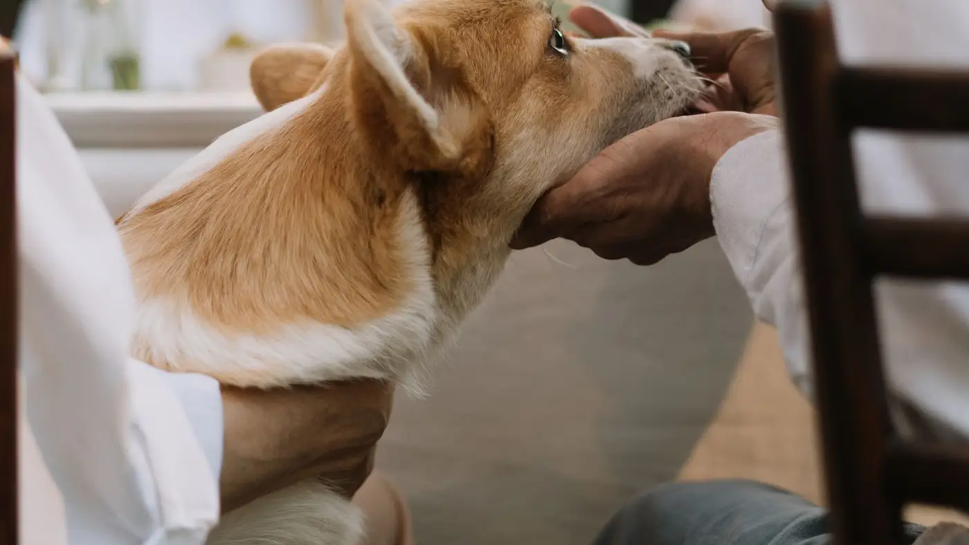 Corgi sendo examinado por veterinário durante consulta