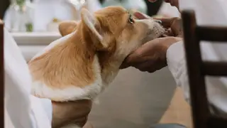Corgi sendo examinado por veterinário durante consulta