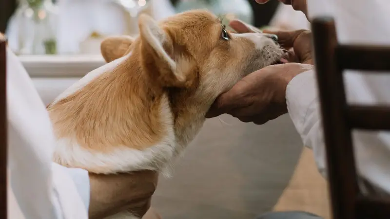 Corgi sendo examinado por veterinário durante consulta