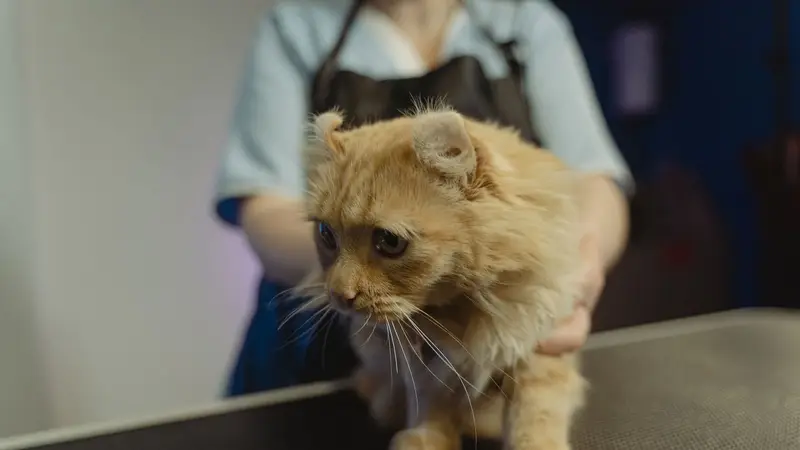 Gato persa na mesa de atendimento do petshop