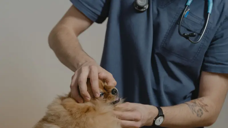 Veterinário de estetoscópio examinando um cachorro caramelo
