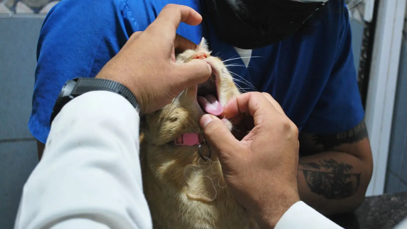 Veterinário examinando os dentes de um gato laranja