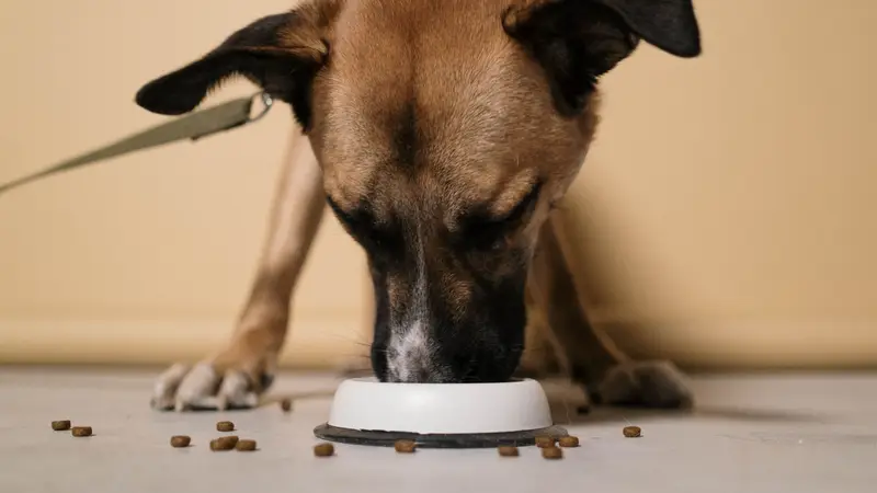 Cachorro comendo ração espalhada ao redor da tigela