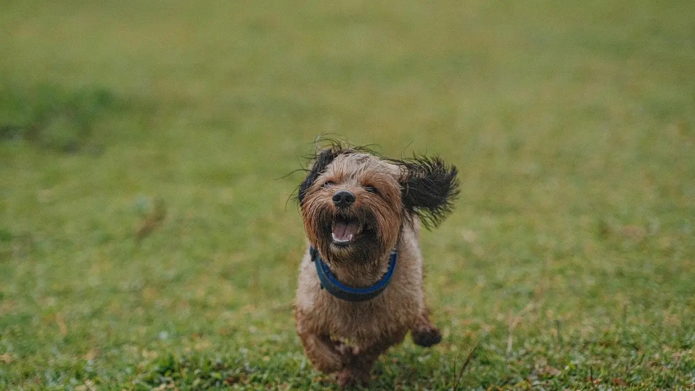 Cachorro pequeno correndo feliz no gramado com as orelhas ao vento