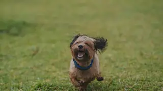 Cachorro pequeno correndo feliz no gramado com as orelhas ao vento