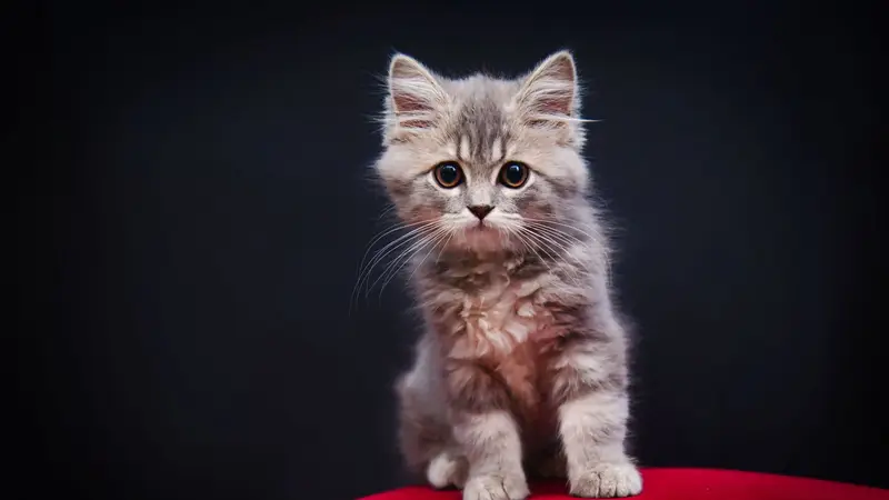 Gatinho cinza sentado sobre almofada vermelha