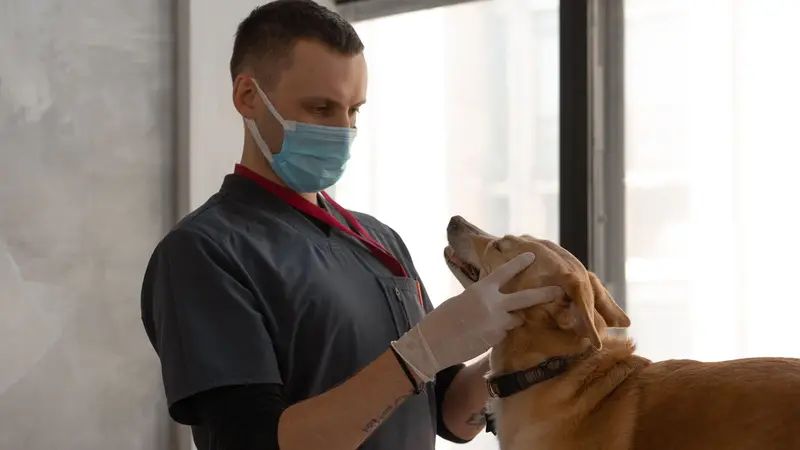 Veterinário de máscara examinando cachorro caramelo atento