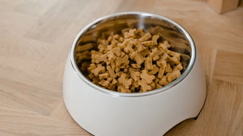 Tigela de inox cheia de ração para cachorro