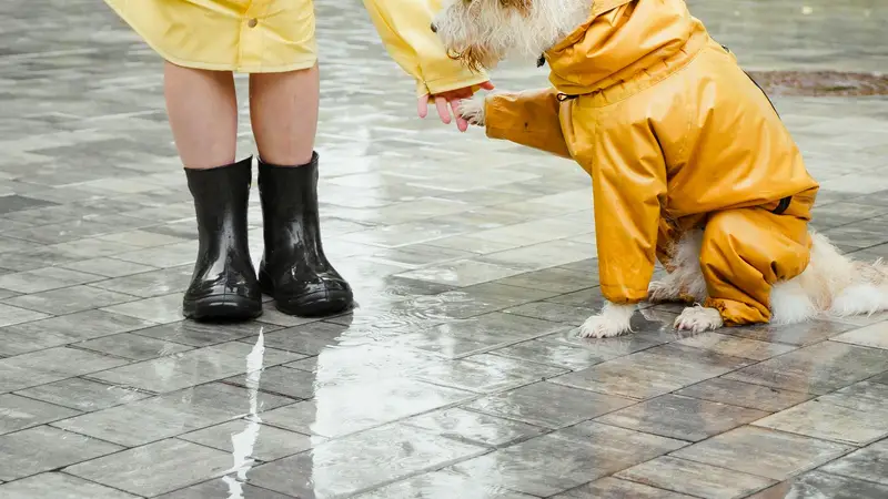 Tutora e cachorro de capas de chuva amarelas passeando na chuva